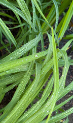 Fototapeta premium Raindrops on slim green agapanthus leaves
