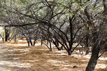 Mesquite trees in Wickenburg Arizona