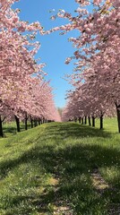 Blooming cherry blossoms capturing spring's tranquil beauty in park photography