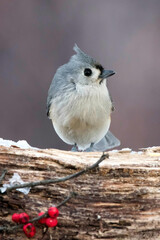 Closeup of a Tufted Titmouse.