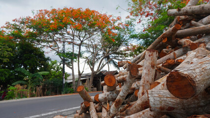 A vibrant pile of firewood rests beside a paved road in a tropical setting.