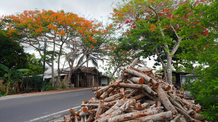 A vibrant pile of firewood rests beside a paved road in a tropical setting.