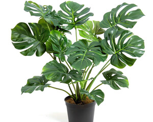 A vibrant indoor plant with lush green leaves, perfect for enhancing your living space's atmosphere.