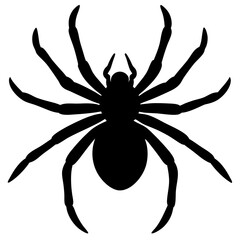 spider on white background