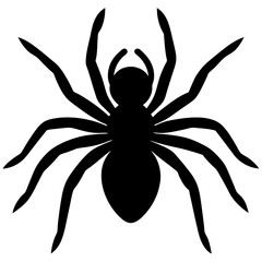 black spider isolated on white background