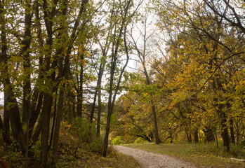 Gravel Pathway Through a Forest of Deciduous Trees with Autumn Leaves