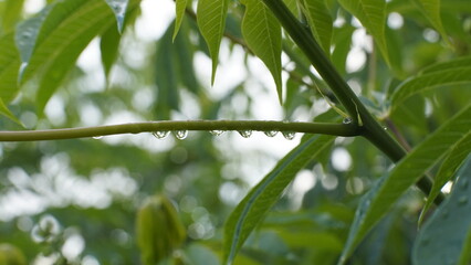 Gotas en rama