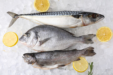 Sea food. Different types of raw fish, lemons and rosemary on ice cubes, flat lay