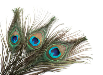 Obraz premium Three beautiful peacock feathers isolated on white