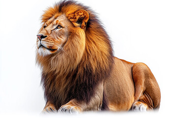 Obraz premium Majestic Male Lion Resting Against White Background