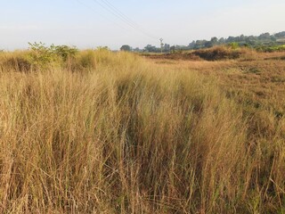 Obraz premium Saccharum spontaneum Plant. Its other names wild sugarcane and Kans grass. Its grass&nbsp;native to the&nbsp;Indian Subcontinent. It is a perennial grass,growing up to three meters in height. 