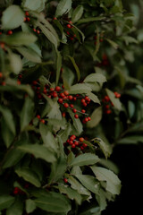 red berries on a bush