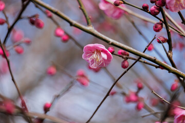 梅の花