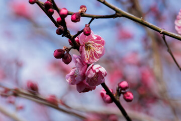 梅の花
