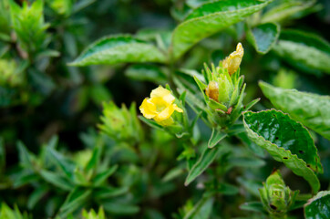 Yellow torenia flowers bloom very beautifully in the yard
