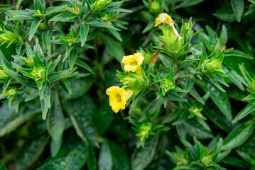 Yellow torenia flowers bloom very beautifully in the yard