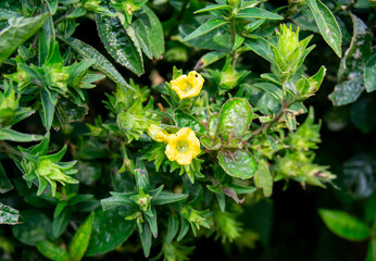 Yellow torenia flowers bloom very beautifully in the yard