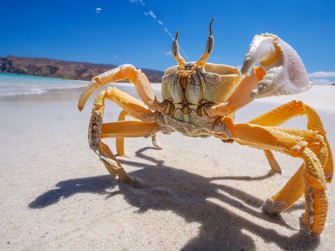 Vibrant close-up of a endemic sand crab on a white sandy beach with a blue sky and clear ocean in the background. Socotra