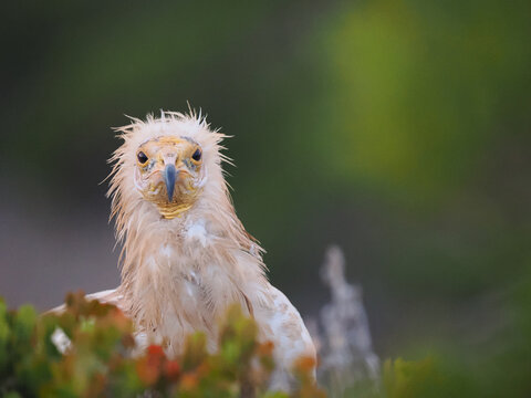 Close-up of an Egyptian vulture with striking yellow face and wet feathers, set against a blurred green background.