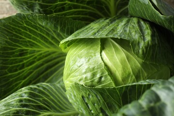 One ripe head of cabbage as background, closeup