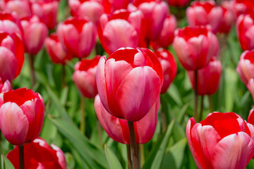 Red beautiful tulips field in spring time. Close up tulip flowers background. Colorful tulip flowering in the garden at sunny summer or spring day. Selective soft focus.