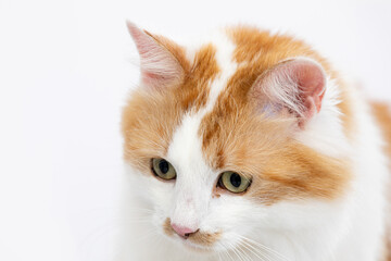 A Curious Cat Displaying Its Adorable Orange and White Fur While in a Minimalist Setting