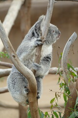 Koala at zoo