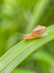 Close up of small snails in various poses on green leaves
