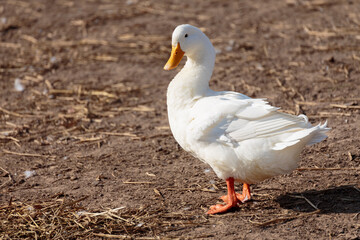 Cute white duck standing on dirt ground in the farm countryside with beautiful sunlight in summer day. Healthy domesticated duck bird in farm village at breeding season.