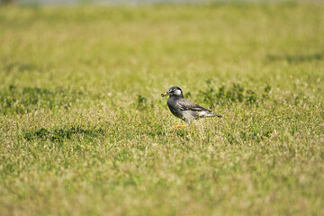 A Starling Walking with Food in Its Beak; Toyama, Japan