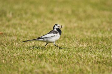 A Parent White Wagtail Running Around in June, When Winged Insects Are Abundant; Toyama, Japan