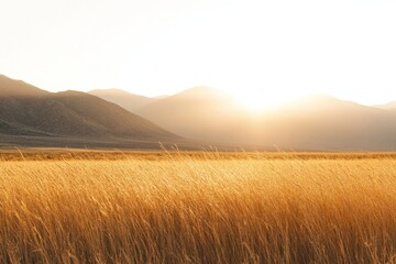 Obraz premium Golden Grass Fields Under Soft Sunlight With Majestic Mountains in the Background, Capturing the Serenity and Beauty of Nature's Landscape During Sunset