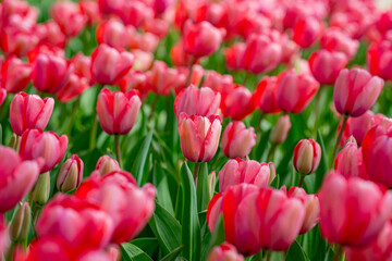 Tulips in a vibrant tulip field in the Netherlands. Blooming spring flowers tulips in the sunlight. Tulips flower beautiful in garden plant. Beautiful tulip flowers spring background.