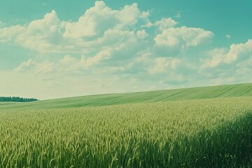 Fototapeta premium Lush Green Wheat Field Under Bright Blue Sky with Cotton Clouds in a Serene Countryside Landscape Depicting Abundance and Natural Beauty