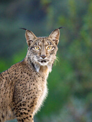 lynx spain