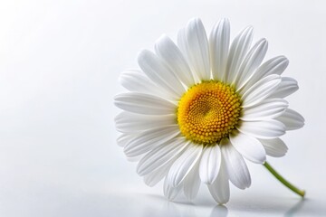 Naklejka premium Beautiful White Daisy Isolated on a Pure White Background with Ample Copy Space for Design and Creative Projects