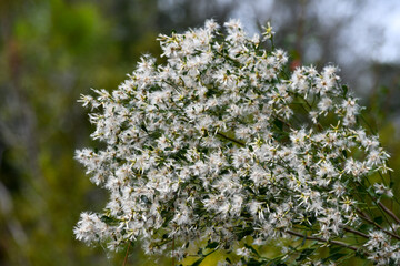 Blooming Saltbush (Baccharis Halimifolia) in Florida Pine Flatwoods.