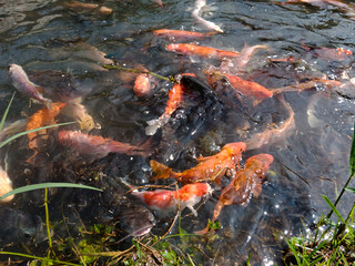 Bandung, Indonesia, December 12 2024, close up of various fish in a clear water pool in Arjasari, Bandung Regency, West Java. Beautiful, colorful, various types, Isolated black, bokeh backgrounds