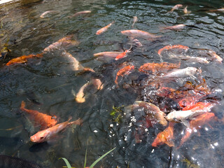 Bandung, Indonesia, December 12 2024, close up of various fish in a clear water pool in Arjasari, Bandung Regency, West Java. Beautiful, colorful, various types, Isolated black, bokeh backgrounds