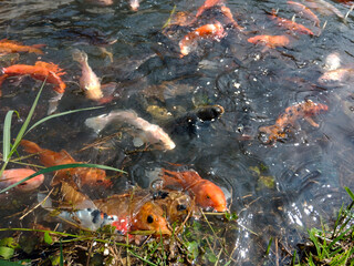 Bandung, Indonesia, December 12 2024, close up of various fish in a clear water pool in Arjasari, Bandung Regency, West Java. Beautiful, colorful, various types, Isolated black, bokeh backgrounds
