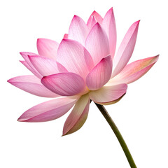 Pink lotus flower isolated on a transparent background