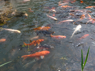 Bandung, Indonesia, December 12 2024, close up of various fish in a clear water pool in Arjasari, Bandung Regency, West Java. Beautiful, colorful, various types, Isolated black, bokeh backgrounds