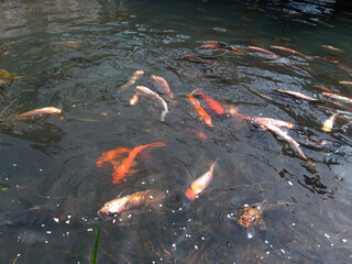 Bandung, Indonesia, December 12 2024, close up of various fish in a clear water pool in Arjasari, Bandung Regency, West Java. Beautiful, colorful, various types, Isolated black, bokeh backgrounds