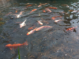 Bandung, Indonesia, December 12 2024, close up of various fish in a clear water pool in Arjasari, Bandung Regency, West Java. Beautiful, colorful, various types, Isolated black, bokeh backgrounds