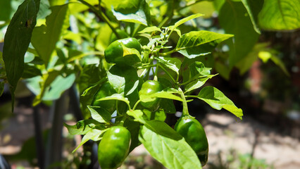 Green bell peppers, urban gardens in Argentina