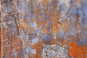 Close up of root tree on the old wall