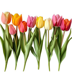 Fototapeta premium bouquet of red tulips