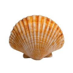 Close up of a Scallop Shell Isolated On White Background