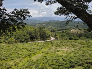 Rolling hills covered in lush green tea plantations.