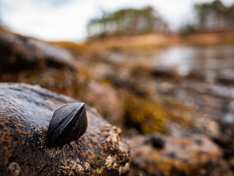 Mussel Showing Off Byssal Threads